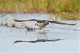 Red-throated Loon